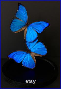 Envolee de 2 Papillons Exotiques Morpho Didius du Pérou appelé le Géant Bleu sous globe Contemporain Cloche verre Cabinet de Curiosités