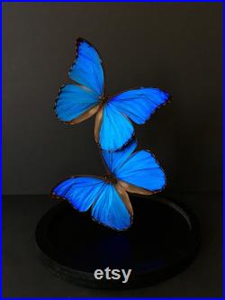 Envolee de 2 Papillons Exotiques Morpho Didius du Pérou appelé le Géant Bleu sous globe Contemporain Cloche verre Cabinet de Curiosités
