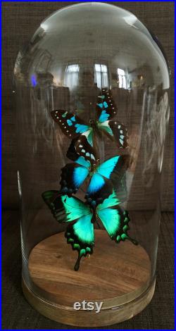 Envolée de 3 Papillons Exotiques Graphium Weiskei (rare forme bleue )- Péricles -Lorquinianus Albertisi sous globe socle bois-Entomologie