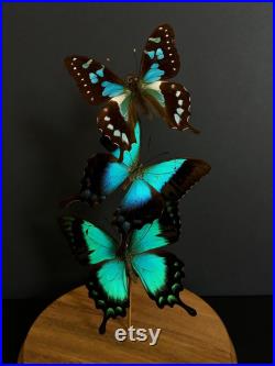 Envolée de 3 Papillons Exotiques Graphium Weiskei (rare forme bleue )- Péricles -Lorquinianus Albertisi sous globe socle bois-Entomologie