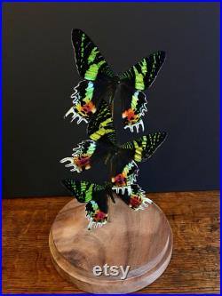 Envolée de 3 Papillons Exotiques Urania Ripheus de Madagascar sous globe-socle bois-Cabinet Curiosités-Cloche-Naturalisé-Entomologie