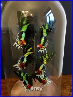 Envolée de 3 Papillons Exotiques Urania Ripheus de Madagascar sous globe-socle bois-Cabinet Curiosités-Cloche-Naturalisé-Entomologie