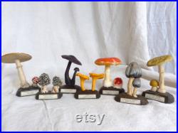 Espèces de champignons Fran ais vintage modèle scientifique. Pharmacie Fran ais champignon identification du modèle. Modèle de Sciences naturelles. Cabinet de curiosités
