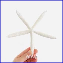 Etoile de mer, coquillage, grande étoile de mer, étoile de mer blanche, décoration plage, coquillage blanc, cabinet de curiosité, boho