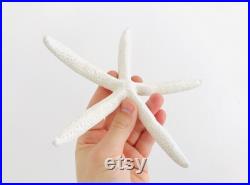 Etoile de mer, coquillage, grande étoile de mer, étoile de mer blanche, décoration plage, coquillage blanc, cabinet de curiosité, boho