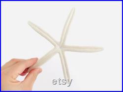 Etoile de mer, coquillage, grande étoile de mer, étoile de mer blanche, décoration plage, coquillage blanc, cabinet de curiosité, boho