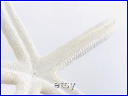Etoile de mer, coquillage, grande étoile de mer, étoile de mer blanche, décoration plage, coquillage blanc, cabinet de curiosité, boho