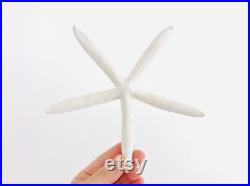 Etoile de mer, coquillage, grande étoile de mer, étoile de mer blanche, décoration plage, coquillage blanc, cabinet de curiosité, boho