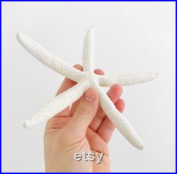 Etoile de mer, coquillage, grande étoile de mer, étoile de mer blanche, décoration plage, coquillage blanc, cabinet de curiosité, boho