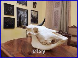 European Bull Skull Horns Antlers Head Home Decor Display Shamanic Healing Gothic Vikings Ornament Taxidermy