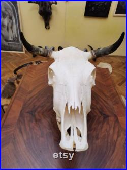 European Bull Skull Horns Antlers Head Home Decor Display Shamanic Healing Gothic Vikings Ornament Taxidermy