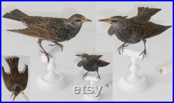 European Starling taxidermy, circa 1880, England