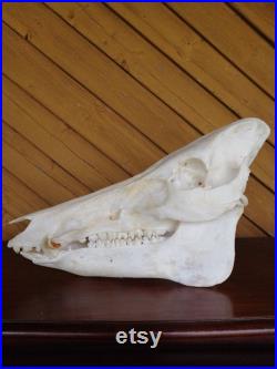 European Very Large Taxidermy Wild Boar Skull (Sus Scrofa) Complete Head Home Decor Display Shamanic Healing Gothic Ornament Garden Decor.