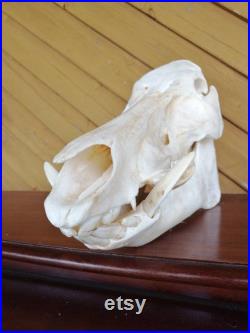 European Very Large Taxidermy Wild Boar Skull (Sus Scrofa) Complete Head Home Decor Display Shamanic Healing Gothic Ornament Garden Decor.