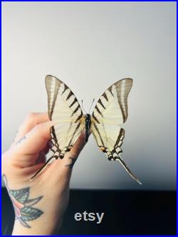 Euryades Protesilaus Papillon blanc et noir à queue d hirondelle naturalisé Spécimen rare d Amérique du Sud pour cabinet de curiosités