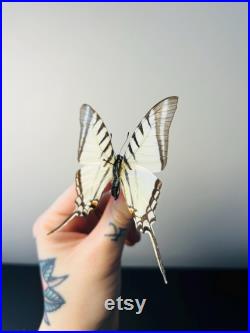 Euryades Protesilaus Papillon blanc et noir à queue d hirondelle naturalisé Spécimen rare d Amérique du Sud pour cabinet de curiosités