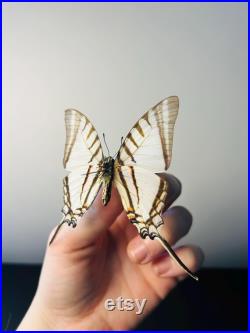 Euryades Protesilaus Papillon blanc et noir à queue d hirondelle naturalisé Spécimen rare d Amérique du Sud pour cabinet de curiosités