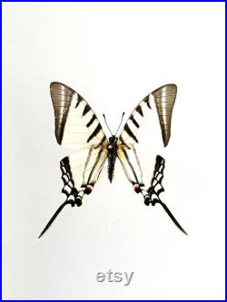 Euryades Protesilaus Papillon blanc et noir à queue d hirondelle naturalisé Spécimen rare d Amérique du Sud pour cabinet de curiosités
