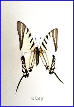 Euryades Protesilaus Papillon blanc et noir à queue d hirondelle naturalisé Spécimen rare d Amérique du Sud pour cabinet de curiosités