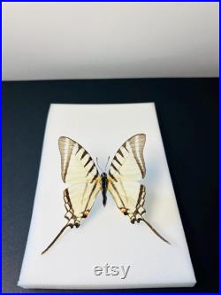 Euryades Protesilaus Papillon blanc et noir à queue d hirondelle naturalisé Spécimen rare d Amérique du Sud pour cabinet de curiosités