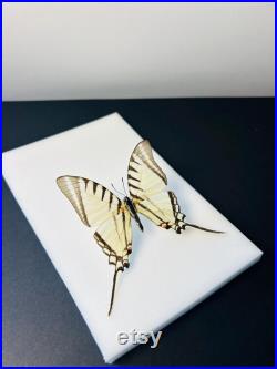 Euryades Protesilaus Papillon blanc et noir à queue d hirondelle naturalisé Spécimen rare d Amérique du Sud pour cabinet de curiosités
