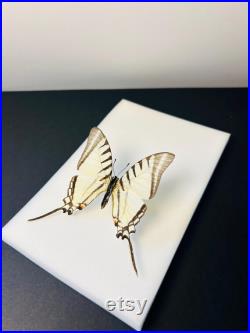Euryades Protesilaus Papillon blanc et noir à queue d hirondelle naturalisé Spécimen rare d Amérique du Sud pour cabinet de curiosités