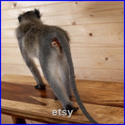 Excellent Vervet Monkey Full Body Lifesize Taxidermie Mont SW11025