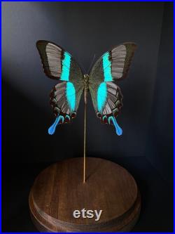 Exclusivité Véritable papillon Blumei Transparent d'Indonésie sous globe Contemporain-Cabinet Curiosités- Entomologie-Pièce Unique