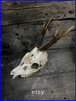 FAIT POUR COMMANDER Crâne de cerf roe gravé art énorme ornements impressionnants noeud celtique sculpture idée cadeau viking