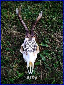 FAIT POUR COMMANDER Le vrai crâne de cerf sculpté crâne de cerf roe deer crâne avec des bois, crâne parfait de décor de maison de cadeau découpant la rune viking de vegvisir