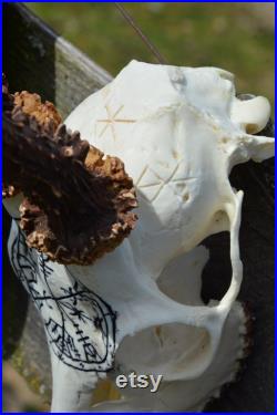 FAIT POUR COMMANDER Le vrai crâne de cerf sculpté crâne de cerf roe deer crâne avec des bois, crâne parfait de décor de maison de cadeau découpant la rune viking de vegvisir