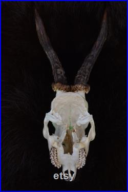 FAIT SUR COMMANDE Vrai crâne de cerf Crâne de cerf sculpté Crâne de chevreuil avec bois cadeau parfait décoration maison sculpture de crâne Rêve cadeau de rune viking