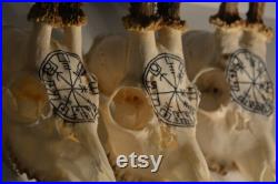 FAIT SUR COMMANDE Vrai crâne de cerf Crâne de cerf sculpté Crâne de chevreuil avec bois, cadeau parfait décoration intérieure crâne sculpture de vegvisir viking rune