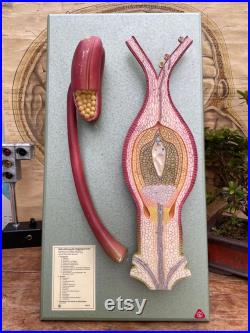 FERTILISATION vintage d un ANGIOSPERME par SOMSO modèle éducatif didactique botaniv cal.