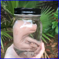Fabriqué sur commande 30 40 jours de processus Vrai spécimen humide de bébé porcelet conservé dans un bocal en verre avec couvercle noir taxidermie f tale de porc histoire naturelle