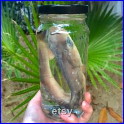 Fabriqué sur commande 40 jours de processus Véritable spécimen humide préservé de Shark Pup dans un bocal en verre avec couvercle noir Taxidermie Histoire naturelle