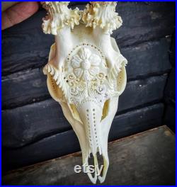 Fabriqué sur commande Real Roe deer crâne bois blancs gravés fleur de marguerite ornements impressionnants sculpture idée cadeau petite amie filigrane sculpture