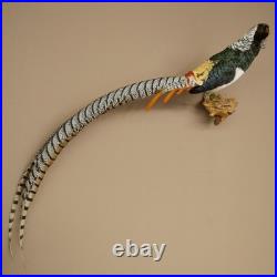 Faisan Diamant Préparé Oiseau Taxidermie 60cm Objet 90.272.9