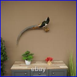 Faisan Diamant Préparé Oiseau Taxidermie 60cm Objet 90.272.9