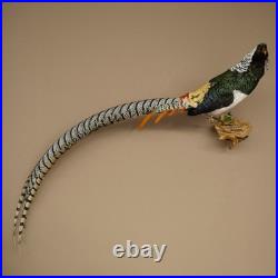 Faisan Diamant Préparé Oiseau Taxidermie 60cm Objet 90.272.9