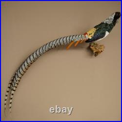 Faisan Diamant Préparé Oiseau Taxidermie 60cm Objet 90.272.9