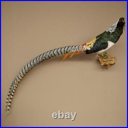 Faisan Diamant Préparé Oiseau Taxidermie 60cm Objet 90.272.9