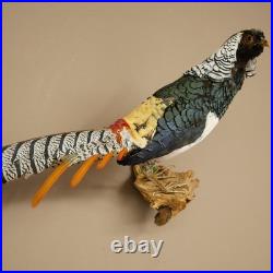 Faisan Diamant Préparé Oiseau Taxidermie 60cm Objet 90.272.9