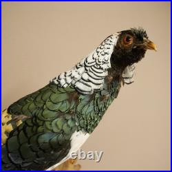 Faisan Diamant Préparé Oiseau Taxidermie 60cm Objet 90.272.9