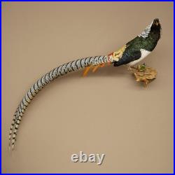 Faisan Diamant Préparé Oiseau Taxidermie 60cm Objet 90.272.9