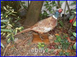 Faisan chasse naturalisé taxidermie empaillé pheasant taxidermy