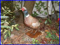 Faisan chasse naturalisé taxidermie empaillé pheasant taxidermy