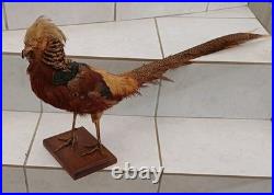 Faisan doré naturalisé (Taxidermie)