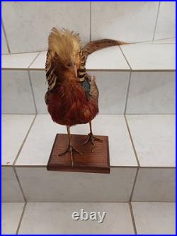 Faisan doré naturalisé (Taxidermie)