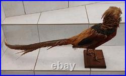 Faisan doré naturalisé (Taxidermie)